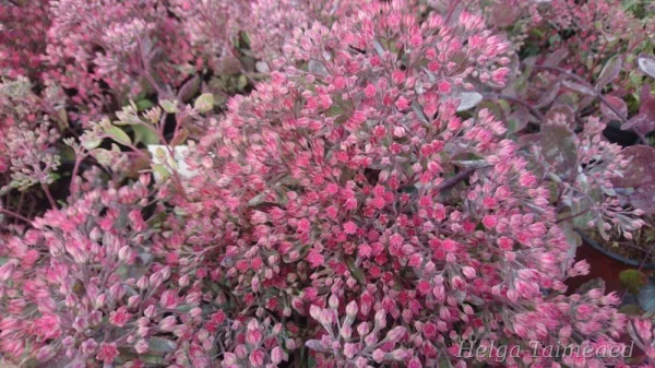 Sedum cauticolum 'Robustrum' Очитник наутесный