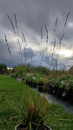 Molinia caerulea 'Poul Peterson' Молиния голубая