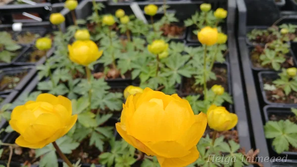 Trollius europaeus  ́Lemon Supreme ́ Harilik kullerkupp