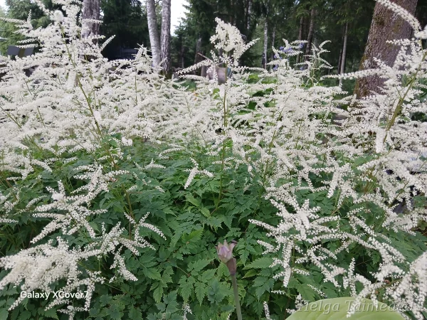 Aruncus aesthusifolius 'Johannisfest' Волжанка петрушколистная