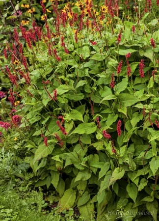 Bistorta amplexicaulis 'J.S. Caliente' Змеевик