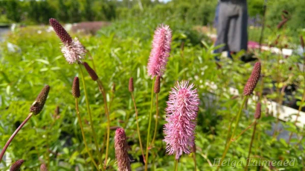 Sanguisorba hybridum   ́Wake Up ́ ®