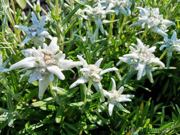 Leontopodium alpinum 'Matterhorn' Эдельвейс альпийский