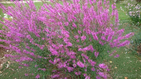 Lythrum virgatum 'Swirl' Дербенник прутьевидный