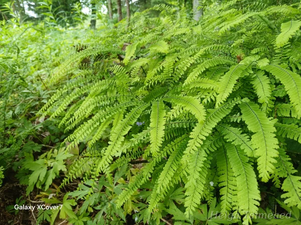 Adiantum pedatum