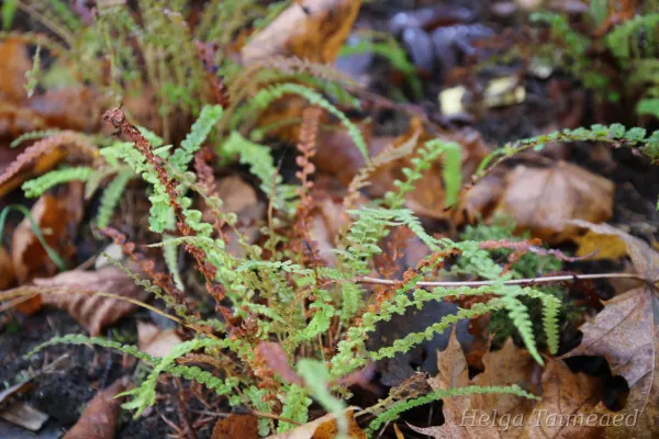 Athyrium filix femina 'Frizelliae'