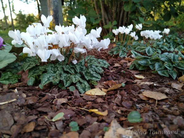 Cyclamen hederifolium 'Album'