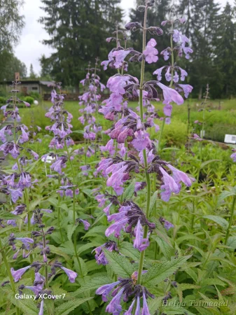 Nepeta sibirica 'Souvenir d'Andre Chaudron'