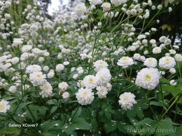 Ranunculus aconitifolius 'Pleniflorus' Лютик борецелистный