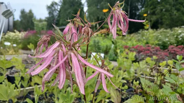 Campanula punctata 'Pink Octopus' Kолокольчик точечный