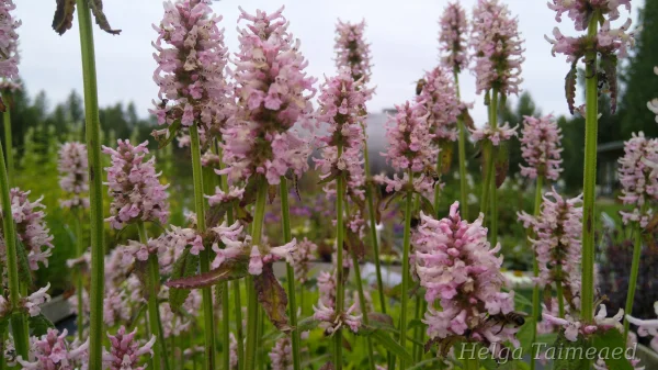 Betonica officinalis (Stachys monieri) 'Rosea' Чистец