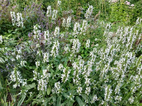 Betonica nivea (Stachys nivea; S.discolor Чистец разноцветный­