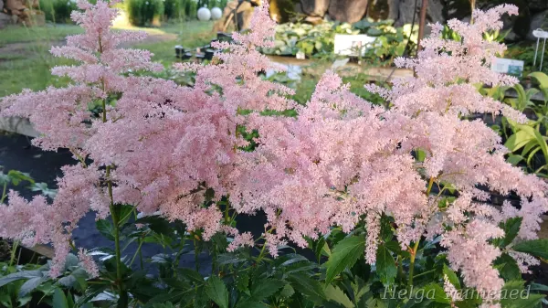 Astilbe 'Younique Silvery Pink'