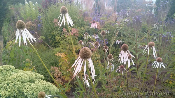 Echinacea pallida 'Hula Dancer'