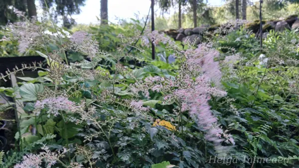 Astilbe simplicifolia 'Darwin's Snowsprite'