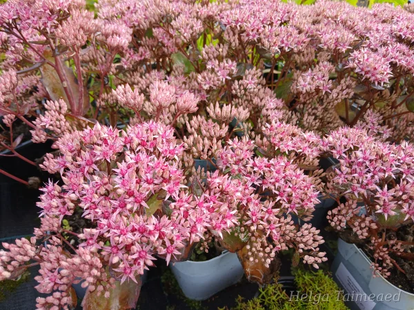 Hylotelephium (Sedum) 'Cloud Walker' Очиток