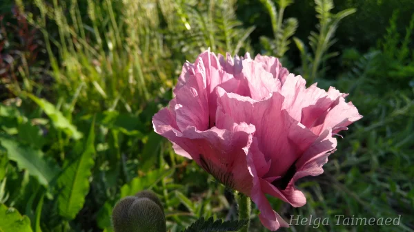 Papaver orientale 'Patty's Plum' Мак восто́чный