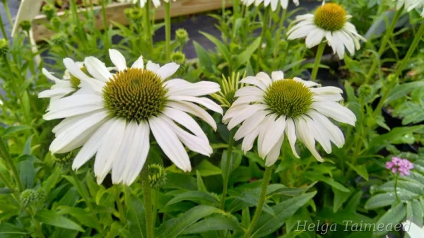 Echinacea 'White Pearl'
