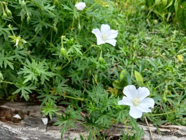 Geranium sanguineum 'Album' Гера́нь крова́во-кра́сная