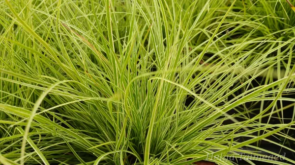 Carex montana 'Raureif' mägitarn
