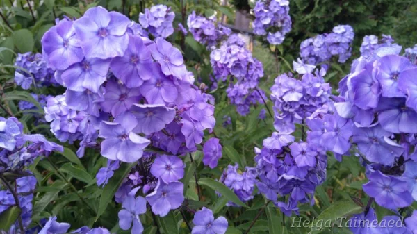 Phlox paniculata 'Blue Paradise' Флокс метельчатый