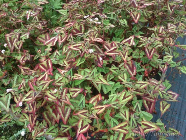 Persicaria runcinata ‘Purple Fantasy’ (Persicaria microcephala) Змеевик