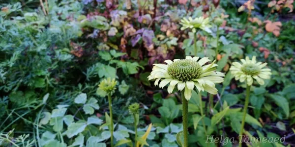 Echinacea purpurea 'Green Jewel'