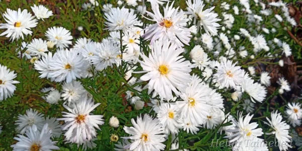 Symphyotrichum novi-belgii (Aster) novi-belgii 'White Ladies'