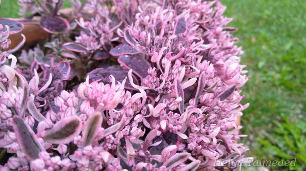 Sedum SunSparkler® 'Dream Dazzler'