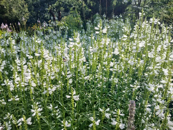 Physostegia virginiana 'Alba'