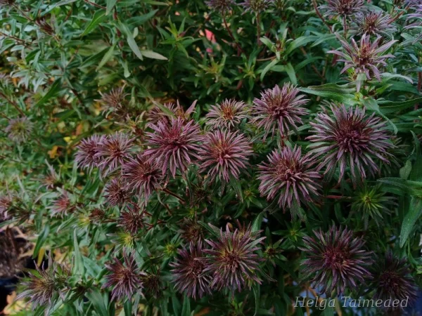 Symphyotrichum novae-angliae (Aster) 'Ann Leys' Астра новоанглийская