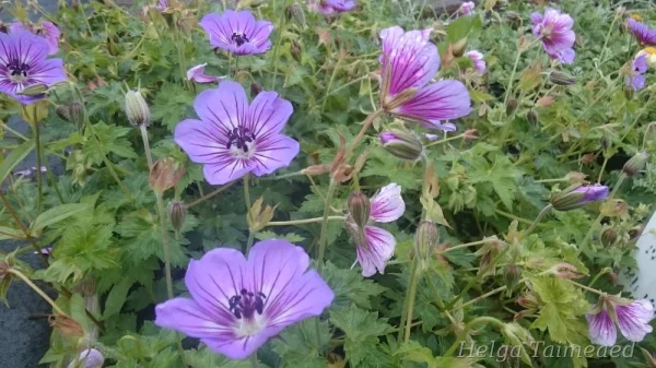 Geranium hybride 'Havana Blues'