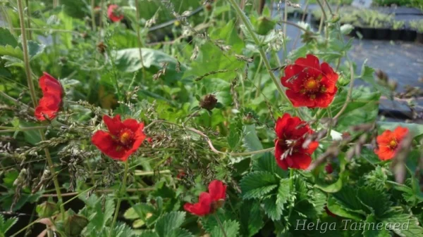 Potentilla atrosanguinea 'Red' Лапчатка
