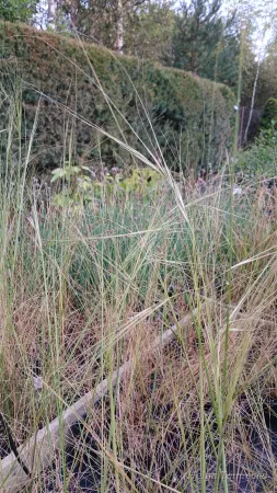 Stipa capillata