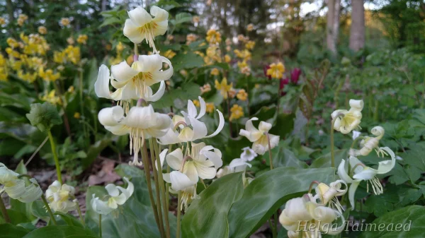 Erythronium revolutum ‘White Beauty’ Кандык