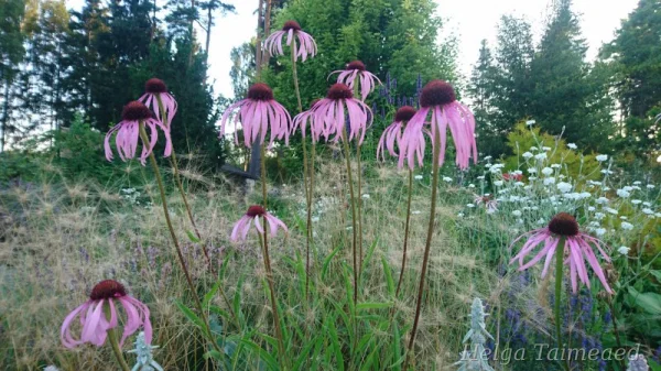 Echinacea pallida Эхинацея бледная