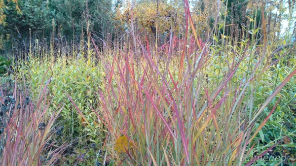 Panicum virgatum 'Sangria'
