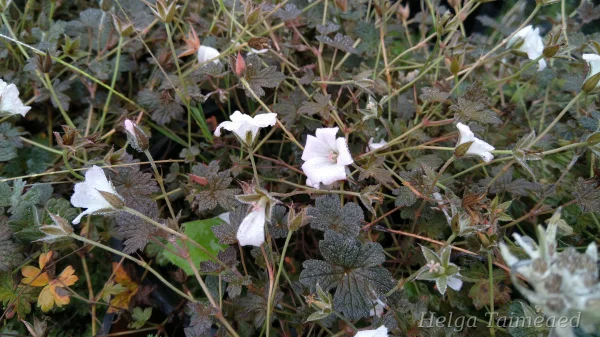 Geranium 'Rothbury Red' Kurjenpolvi