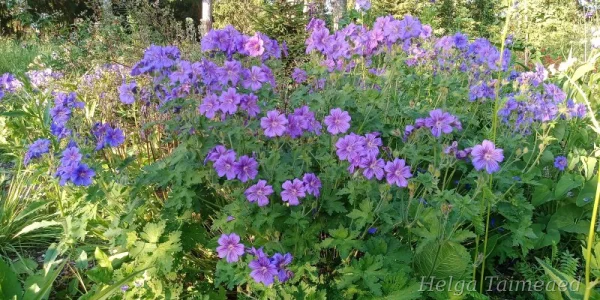 Geranium x magnificum 'Anemoniflorum' Герань великолепная