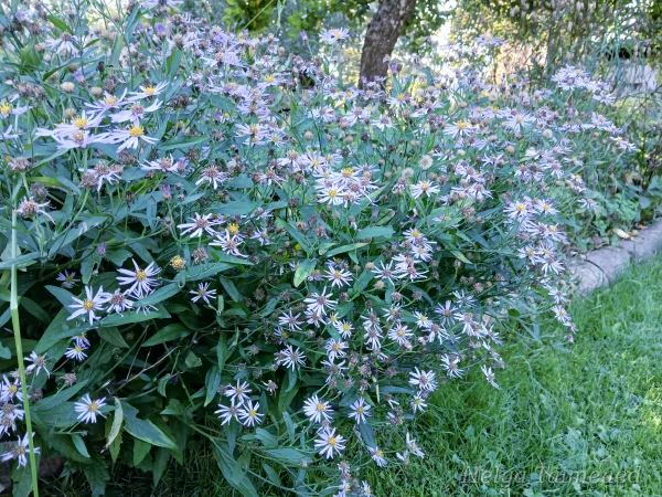 Aster microcephalus var.ovatus f.yezoensis Астра агератовидная