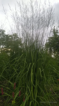Molinia arundinacea 'Skyracer' Молиния голубая