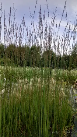 Molinia caerulea 'Heidebraut’'Harilik sinihelmikas