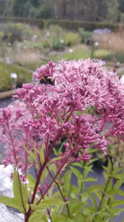 Eutrochium (Eupatorium) maculatum 'Phantom' Laiguline männaskanep