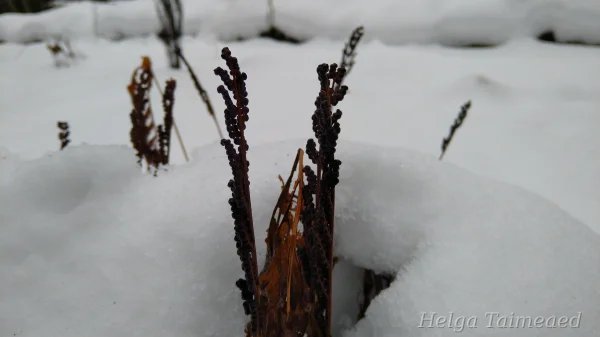 Onoclea sensibilis Оноклея чувствительная