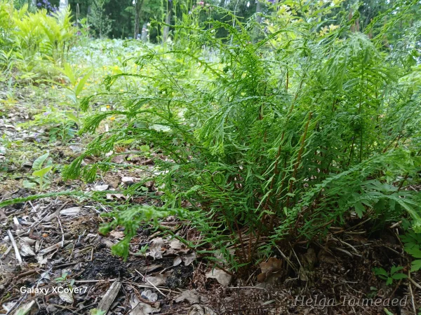 Athyrium filix-femina 'Dre's Dagger'