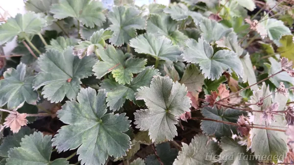 Alchemilla caucasica Манжетка