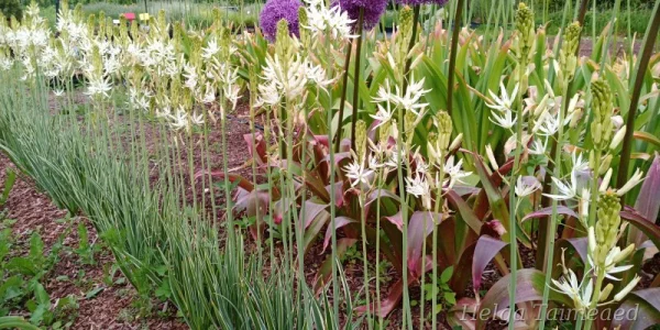 Camassia leichtlinii 'Sacajawea'