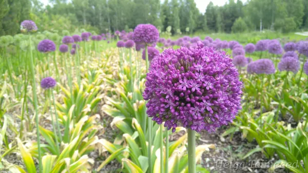 Allium 'Ambassador'
