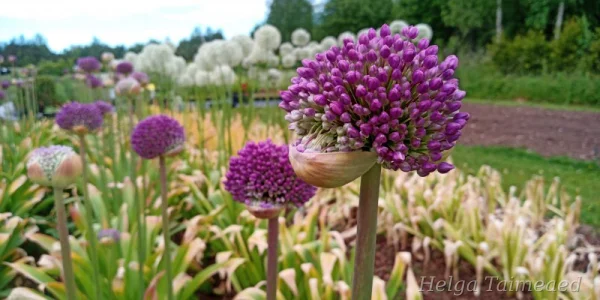 Allium 'Ambassador'