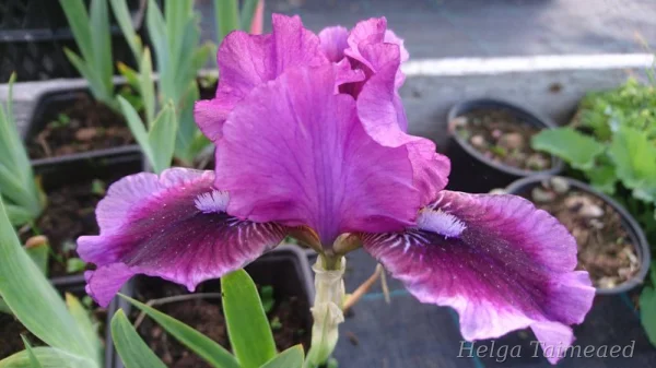 Iris x germanica nana 'Fairy Ballet' Ирис низкий